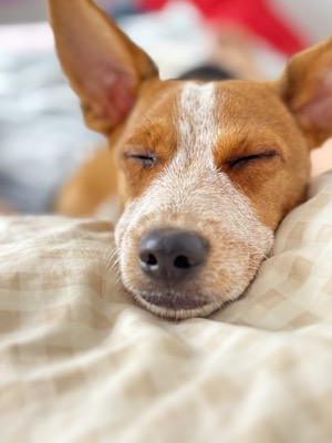Pedro sleeping